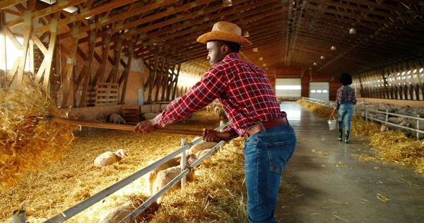 African American young man in hat cleaning hay in barn with cattle. Indoor. Male farmer cleaner working in stable with pitchfork. Shepherd guy work with fork. Woman on background. — Stock Photo, Image