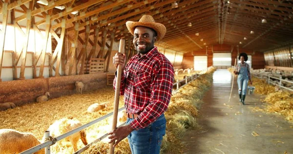 African American young man in hat cleaning hay in barn with cattle. Indoor. Male farmer cleaner working in stable with pitchfork. Shepherd guy work with fork. Woman on background. — Stock Photo, Image