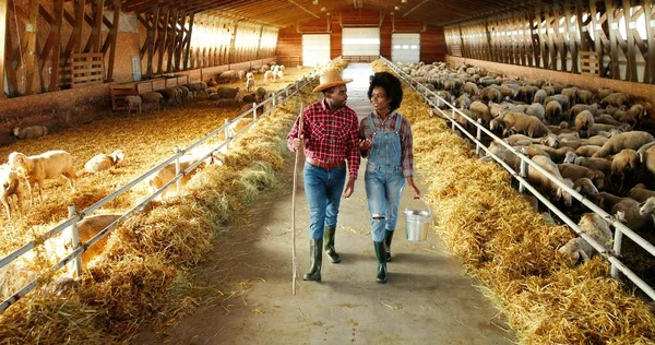 Deux jeunes bergers afro-américains, hommes et femmes, marchant avec un seau et une fourche dans une grange pour les moutons et parlant. Homme et femme collègues dans la conversation stable et le nettoyage après les animaux. — Photo