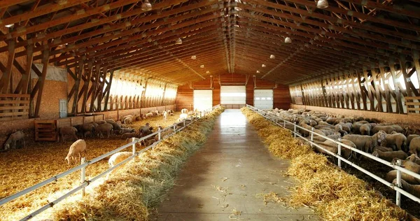 Sheep Farm. Beaucoup de moutons à la ferme. — Photo