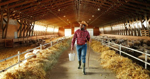 Young African American man farmer walking in stable with flock of sheep and carrying bucket full of water. Handsome male shepherd stepping in barn and holding bin. Feeding cattle. Farming work. — Stock Photo, Image