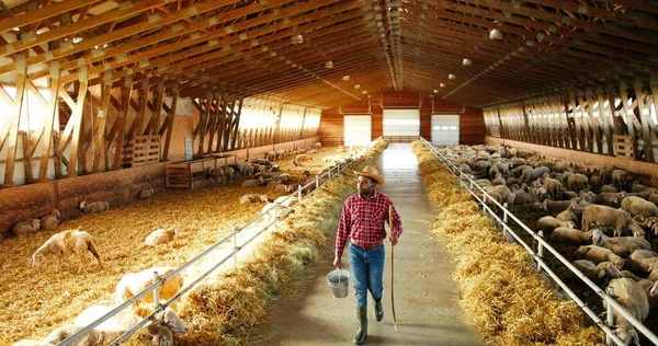 Jonge Afro-Amerikaanse man boer loopt in stal met kudde schapen en het dragen van emmer vol water. Knappe mannelijke herder stapt in de schuur en houdt de vuilnisbak vast. Veevoedend vee. Landbouwwerkzaamheden. — Stockfoto