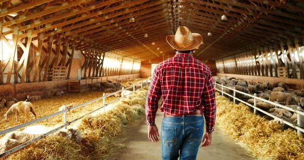 Arrière de jeune agriculteur afro-américain en chapeau et chemise bigarrée marchant dans l'écurie avec troupeau de moutons. Vue arrière du berger mâle marchant dans la grange. Alimentation des bovins. — Photo