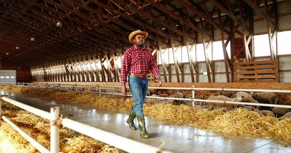 Beau jeune agriculteur afro-américain en chapeau et chemise bigarrée marchant dans l'écurie avec troupeau de moutons. Beau berger mâle marchant dans la grange. Alimentation des bovins. — Photo