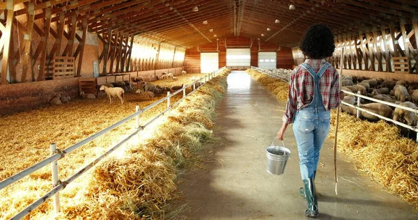 Femme berger afro-américaine marchant dans l'écurie et portant seau avec de la nourriture ou de l'eau pour le bétail. Nourrir. À l'arrière. Vue de dos sur agricultrice flânant avec poubelle pour nourrir les moutons. Travaux agricoles. — Photo