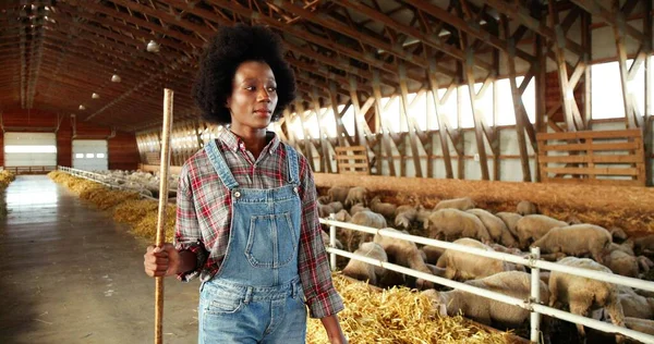 Femme berger afro-américaine marchant dans l'écurie et portant seau avec de la nourriture ou de l'eau pour le bétail. Nettoyage. Nourrir. Fermière bouclée flânant avec poubelle pour nourrir les moutons ou nettoyer. Travaux agricoles. — Photo