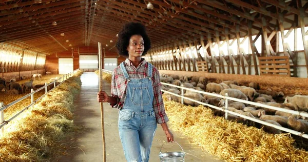 Femme berger afro-américaine marchant dans l'écurie et portant seau avec de la nourriture ou de l'eau pour le bétail. Nettoyage. Nourrir. Fermière bouclée flânant avec poubelle pour nourrir les moutons ou nettoyer. Travaux agricoles. — Photo