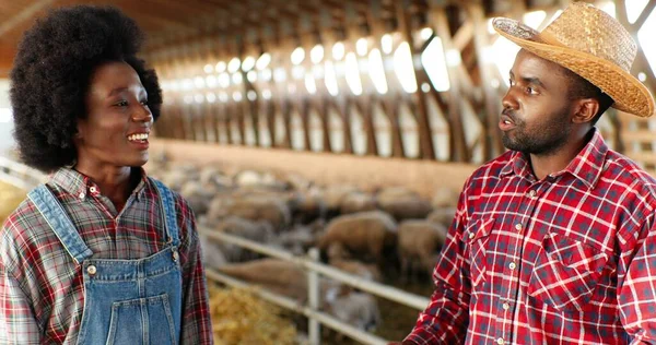 Couple of African American male and female farmers talking in barn with sheep flock and discussing something. Livestock stable. Young beautiful woman and handsome man speaking. Farming concept. — Stock Photo, Image