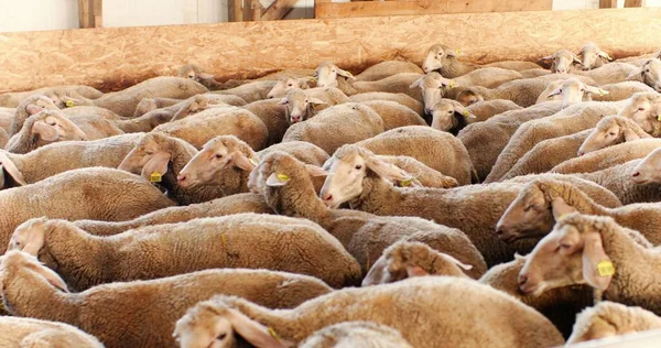 Troupeau de moutons marchant dans la remise de près. Je reviens d'un pâturage. Animaux domestiques à l'écurie. Concept de bétail. L'élevage de laine. Ferme d'élevage. en salle. Campagne. — Photo