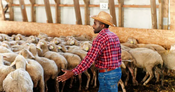 Arrière sur l'homme afro-américain en chapeau et chemise bigarrée rouge marchant dans la grange et le stock de moutons de premier plan. Fermier mâle mettant du bétail dans l'écurie. Un berger qui travaille avec du bétail. Vue arrière. — Photo