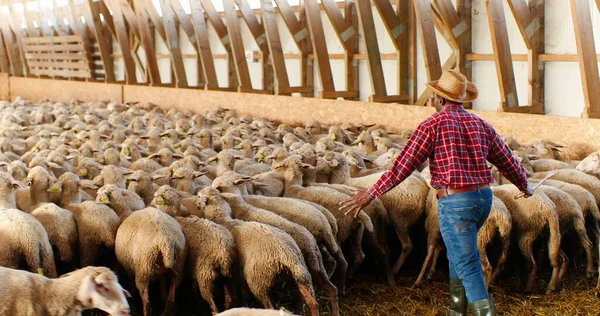 Rear op Afro-Amerikaanse man met hoed en rode bonte shirt lopen in schuur en toonaangevende schapen voorraad. Mannelijke boer zet vee in stal. Guy Shepherd werkt met vee. Achteraanzicht. — Stockfoto