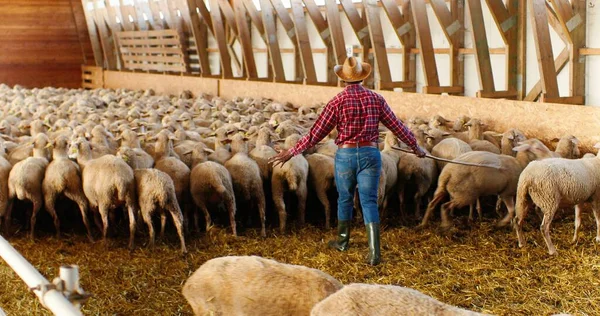 Arrière sur l'homme afro-américain en chapeau et chemise bigarrée rouge marchant dans la grange et le stock de moutons de premier plan. Fermier mâle mettant du bétail dans l'écurie. Un berger qui travaille avec du bétail. Vue arrière. — Photo