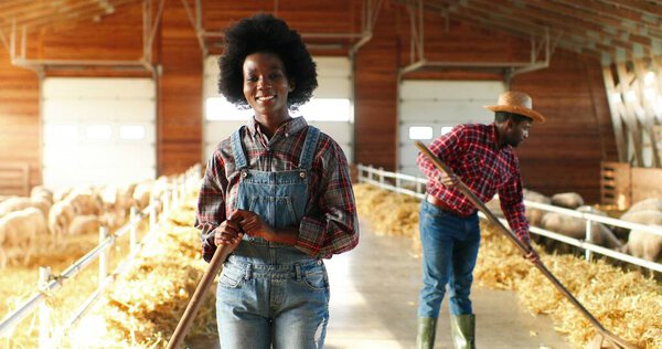 Портрет афроамериканской молодой кудряшки с вилами, чистившей сено в сарае с овцами и улыбающейся в камеру. Пара фермеров убираются в сарае. Долли выстрелила. Девушка работает с вилкой в конюшне.