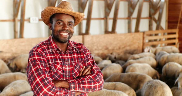 Retrato de jovem e bonito fazendeiro afro-americano de chapéu olhando para a câmera, cruzando as mãos e sorrindo no celeiro com o gado. Feliz sorriso pastor masculino alegre no estábulo. Dolly atirou. Zumbido. — Fotografia de Stock