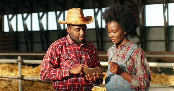 Afro-Amerikaanse paar mannelijke en vrouwelijke boeren lopen in schuur met schaapskudde, praten en het gebruik van tablet apparaat. Herders wandelen in stal met vee en hebben een gesprek. Gadget. — Stockfoto