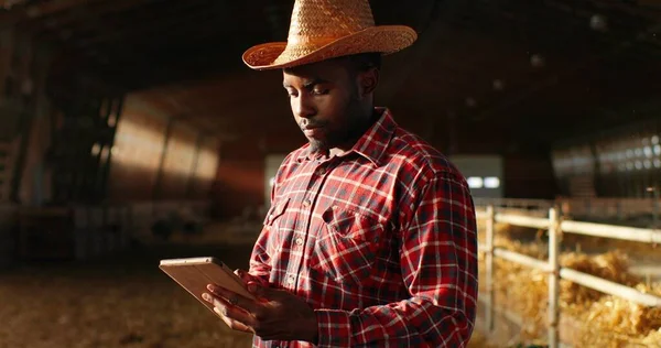 Afro-Amerikaanse herder met hoed in schuur met runderen en met behulp van tablet apparaat. Mannelijke boer in schapenstal tikken op gadget. Scrollen op computer in de schuur. Surfen online. — Stockfoto