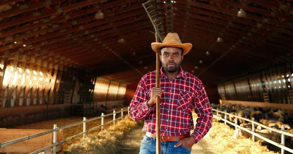 Jonge knappe Afro-Amerikaanse boer die pitchfok over de schouder houdt en glimlacht in de schuur met vee. Portret van vrolijke mannelijke herder in stal. Binnenshuis. Dolly neergeschoten. Inzoomen. — Stockfoto