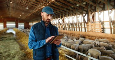 Kafkasyalı çoban hayvan sürüsüyle barakaya giriyor ve tablet kullanıyor. Ahırda koyun güden bir erkek çiftçi. İşçi ahıra giriyor, bilgisayarda kayıyor. Çevrimiçi tarama.