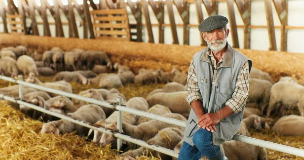 Portrait d'un vieil homme de race blanche aux cheveux gris, berger barbu assis dans une grange, troupeau de moutons en arrière-plan et souriant à la caméra. Fermier masculin senior dans une étable. Concept d'élevage d'animaux. — Photo