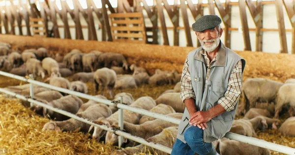 Portrait d'un vieil homme de race blanche aux cheveux gris, berger barbu assis dans une grange, troupeau de moutons en arrière-plan et souriant à la caméra. Fermier masculin senior dans une étable. Concept d'élevage d'animaux. — Photo