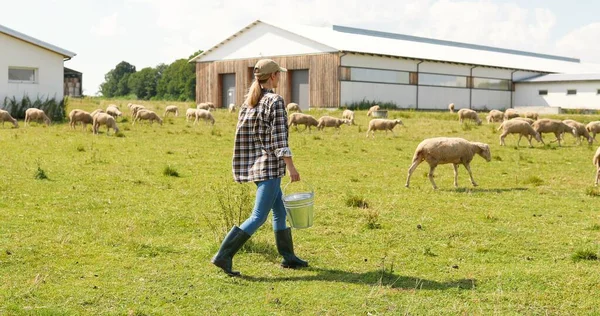 Femme de race blanche berger en chapeau marchant dans un champ vert et portant seau avec de la nourriture ou de l'eau pour le bétail. Nourrir. À l'arrière. Vue de dos sur agricultrice flânant avec poubelle au pâturage pour nourrir les moutons. — Photo