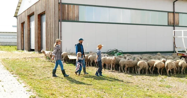 Agriculteurs caucasiens, parents avec de jeunes enfants travaillant à la ferme et s'occupant du troupeau de moutons. En plein air. Mère, père, fils et fille regardant des animaux au pâturage. Des enfants avec des parents. Bergers. — Photo