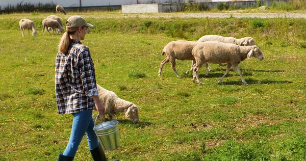 Femme de race blanche berger en chapeau marchant dans un champ vert et portant seau avec de la nourriture ou de l'eau pour le bétail. Nourrir. À l'arrière. Vue de dos sur agricultrice flânant avec poubelle au pâturage pour nourrir les moutons. — Photo
