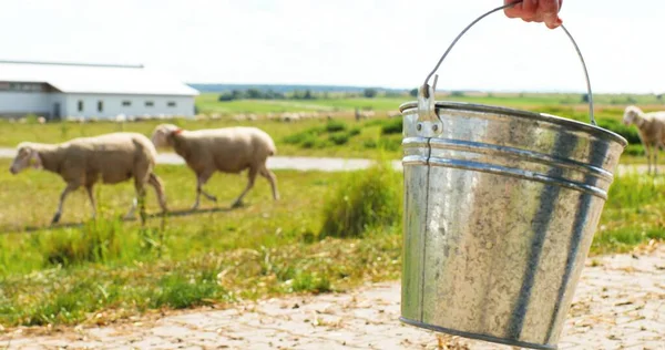 Gros plan du seau dans la main de la berger femelle. En plein air. Femme marchant dans les champs pour nourrir le bétail. Fermier se promenant au pâturage et nourrissant troupeau de moutons. Des animaux qui paissent. Donner de l'eau à boire au bétail — Photo