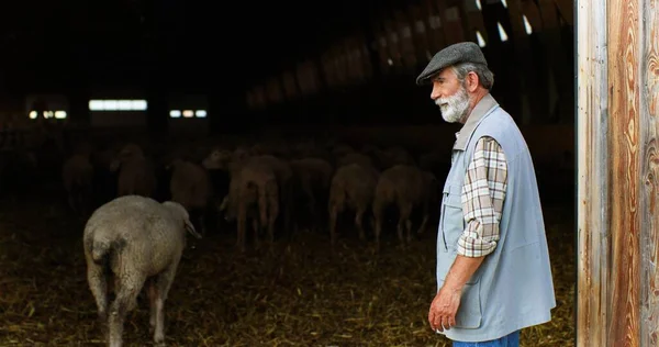 Un berger chevelu qui travaille et conduit son troupeau de moutons à la grange après le pâturage. Vieux fermier dans une écurie avec du bétail. Concept de pâturage du bétail. Style de vie à la campagne. — Photo