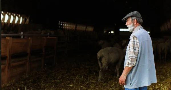 Un berger chevelu qui travaille et conduit son troupeau de moutons à la grange après le pâturage. Vieux fermier dans une écurie avec du bétail. Concept de pâturage du bétail. Style de vie à la campagne. — Photo