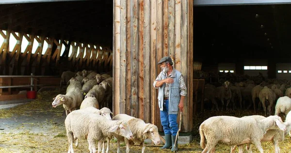 Vieil homme caucasien pensionné qui travaille dans une ferme d'élevage et dirige un troupeau de moutons entrant et sortant de l'écurie. Berger mâle senior avec bétail. La vie de campagne. Concept agricole villageois. — Photo