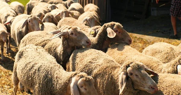 Gros plan du troupeau de moutons marchant pour se jeter dans la journée ensoleillée d'été. Je reviens d'un pâturage. Animaux domestiques au pâturage. Concept de pâturage. L'élevage de laine. Ferme d'élevage. En plein air. Du bétail. Campagne. — Photo