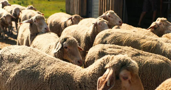 Gros plan du troupeau de moutons marchant pour se jeter dans la journée ensoleillée d'été. Je reviens d'un pâturage. Animaux domestiques au pâturage. Concept de pâturage. L'élevage de laine. Ferme d'élevage. En plein air. Du bétail. Campagne. — Photo