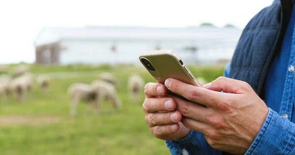 Beyaz erkek el ele tutuşup dışarıdaki akıllı telefondan mesaj yolluyorlar. Arka planda otlayan koyunlar. İnsan çobanı cep telefonuyla dinleme ve kaydırma yapıyor. Mesajlaşma. — Stok fotoğraf