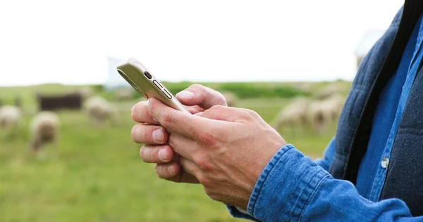 Close up of male Caucasian hands holding and texing message on smartpphone outdoor. Sheep at grazing pasture on background. Man shepherd tapping and scrolling on mobile phone. Messaging. — Stock Photo, Image