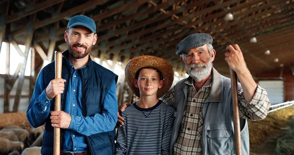 Three male generations in green field at cattle farm. Caucasian grandfather, father and son smiling to camera and standing at stable with sheep. Shepherds. Old man farmer with son and grandson.