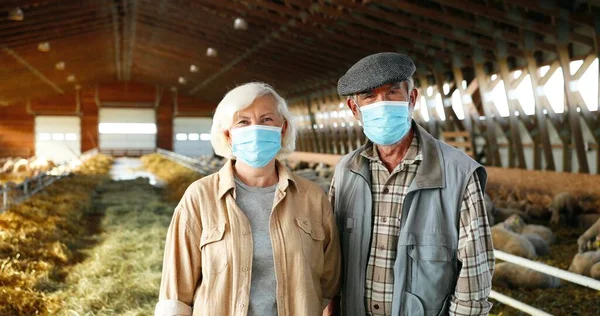 Portrait of happy Caucasian old woman and man in medical masks standing in stable with sheep, looking at each other and at camera. Couple of farmers at sheep farm. Barn with cattles during pandemic. — Stock Photo, Image