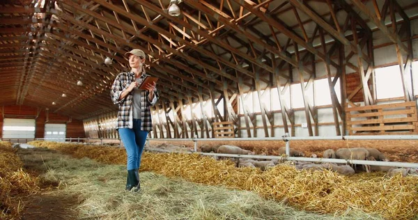 Jeune femme caucasienne utilisant un appareil tablette et marchant dans l'écurie agricole. agriculteur femelle tapant et défilant sur l'ordinateur gadget dans hangar. Technologie dans l'agriculture. Troupeau de moutons sur fond. — Photo