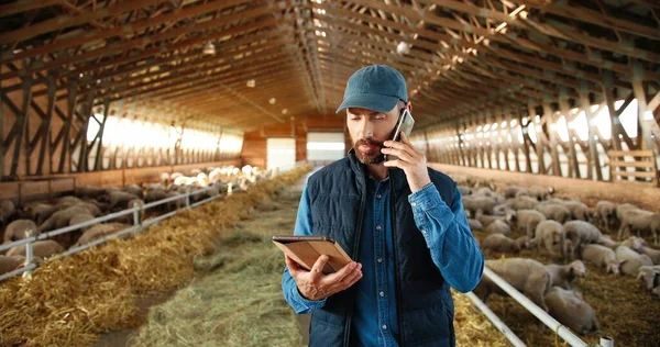 Berger homme caucasien marchant dans la remise avec les animaux de bétail et parler sur téléphone portable. Fermier dans l'écurie avec des moutons parlant sur téléphone portable. Travailleur marchant dans la grange avec tablette. — Photo