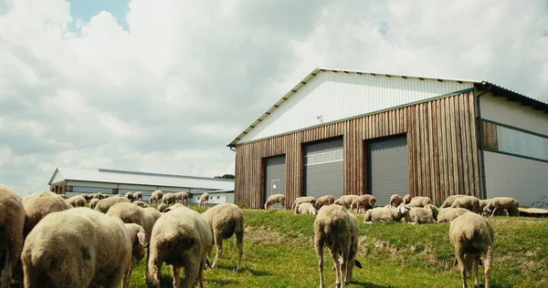 Les moutons paissent en plein air dans les hangars et les hangars par une belle journée ensoleillée d'été. L'élevage de laine. Ferme de bétail. À la campagne. En milieu rural. Béliers marchant au pâturage et mangeant de l'herbe verte. — Photo