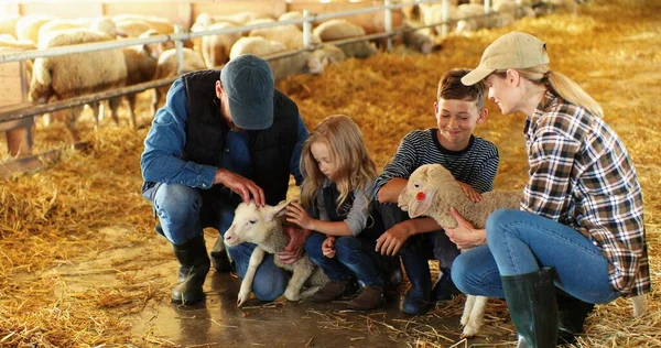 Vrolijke blanke moeder en vader met kleine gelukkige kinderen - zoon en dochter aaien lam in stal met hooi. Ouders met kleine jongen en meisje strelen en strelen dier op de boerderij. Gezin van de landbouwers — Stockfoto