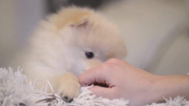 Grappige Pommeren Puppy Likken Dames Hand — Stockvideo