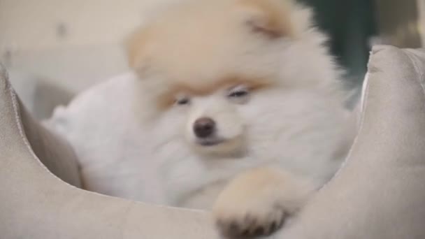 ペット用のベッドで面白いポメラニアン子犬 — ストック動画