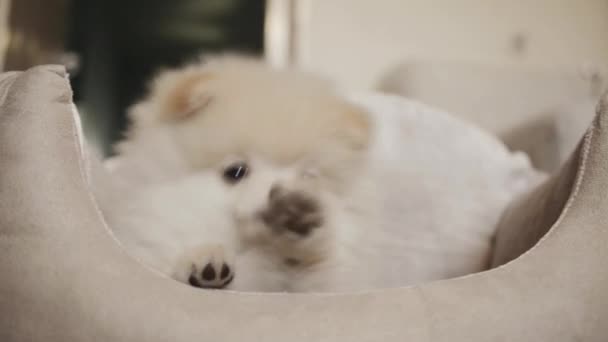 Filhote Cachorro Pomeranian Engraçado Cama Estimação — Vídeo de Stock