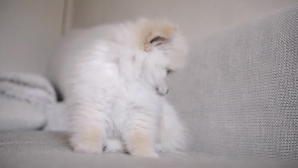 Rolig Pomeranian Valp Sittande Och Liggande Vit Soffa — Stockvideo