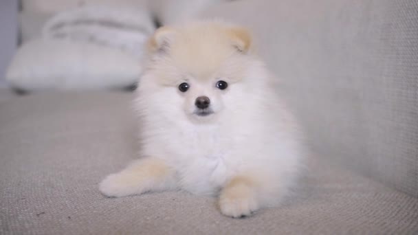 Rolig Pomeranian Valp Sittande Och Liggande Vit Soffa — Stockvideo