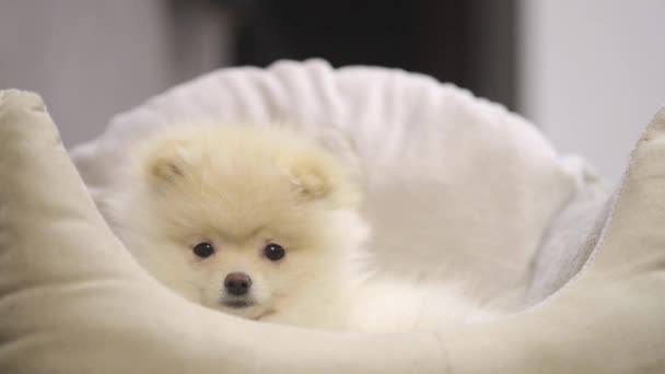 Rolig Pomeranian Valp Sällskapsdjur Bädd — Stockvideo