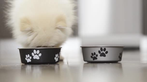 Lucu Pomeranian Anak Anjing Makan Dari Mangkuk — Stok Video
