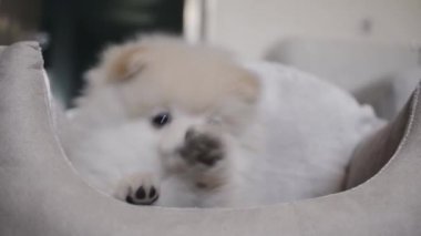 Komik Pomeranian köpek evde beslenen hayvan yatağında yatıyor