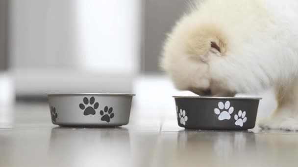 Lucu Pomeranian Anak Anjing Makan Dari Mangkuk — Stok Video